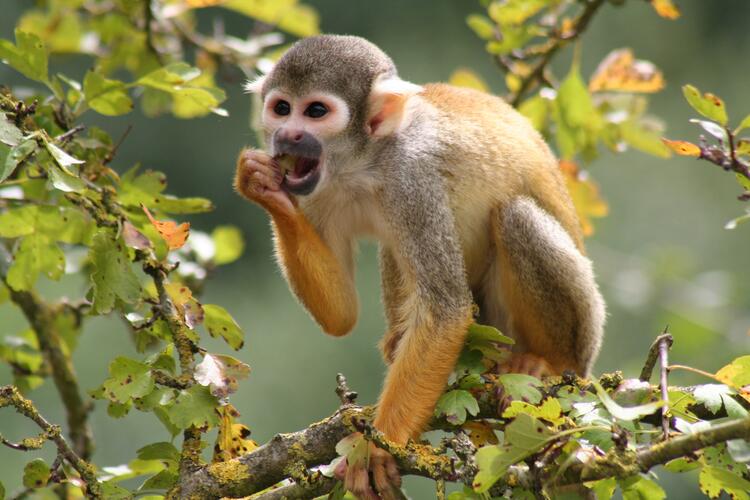 Übung Verniedlichungen erkennen