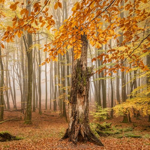 Übung Die Erde nach Vegetationszonen