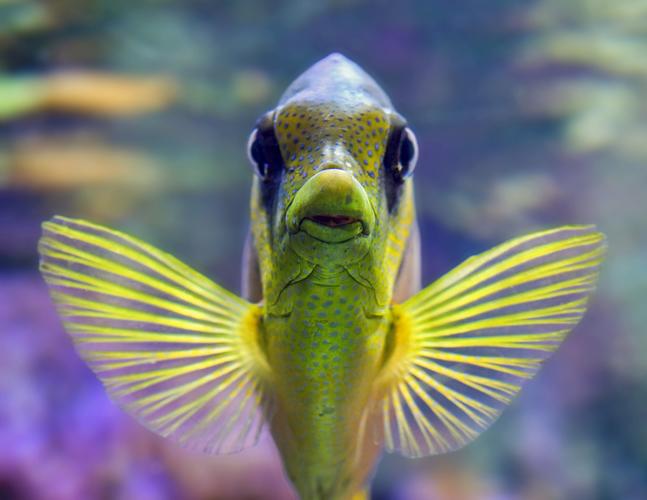 Übung Fische