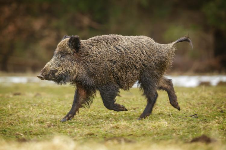 Übung Wildschwein oder Hausschwein?