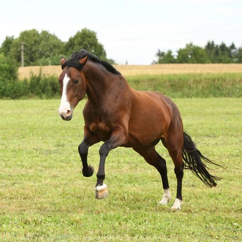Übung Kaltblut, Warmblut und Vollblut
