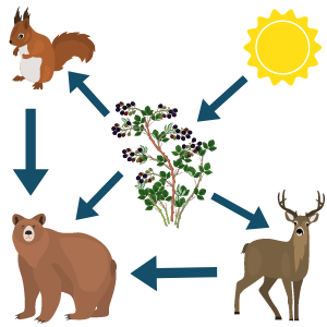 Lessons - Food Webs