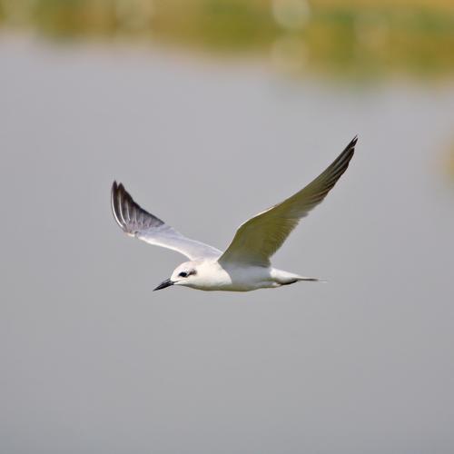 Ubung Fliegende Saugetiere