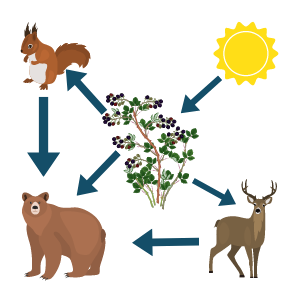 Science Year 3 Biology Diagrams