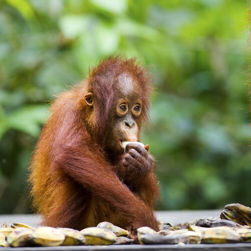 Übung What is Reproduction?