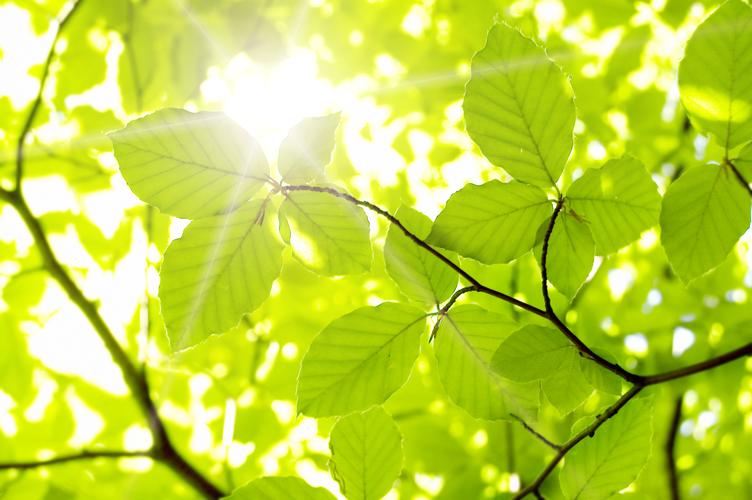 Übung Laub oder Nadelbaum?