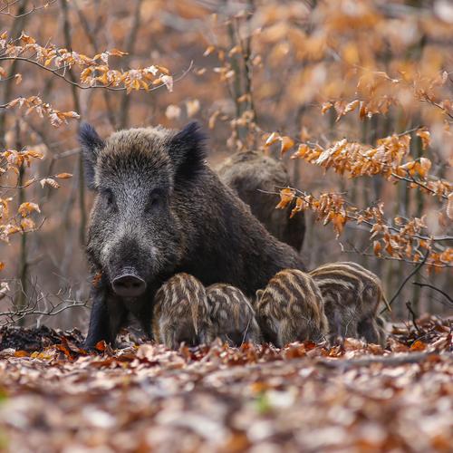 Übung Lebensweise von Wildschweinen