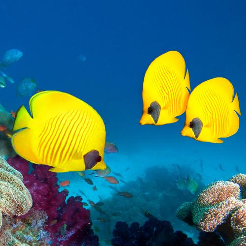Lesson - How Many Fish?