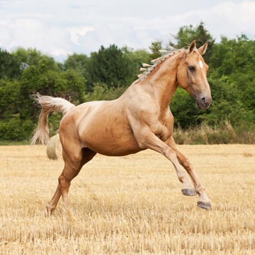 Übung Kaltblut, Warmblut und Vollblut