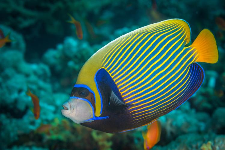 Lesson - Most Fish
