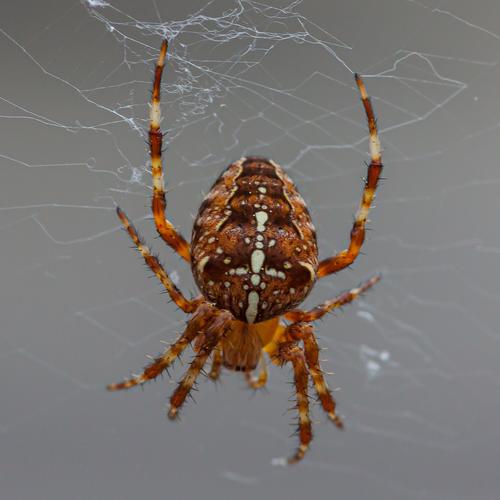 Übung Heimische Spinnenarten