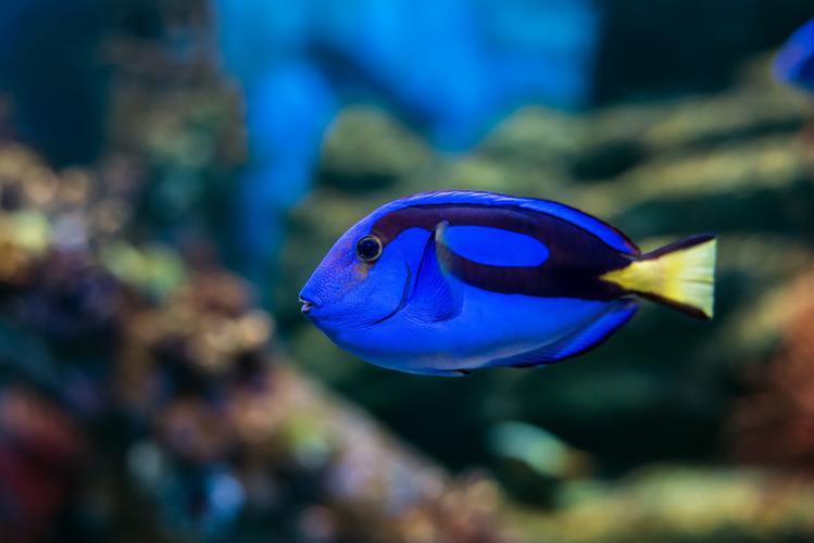 Lesson - Animals of the Ocean