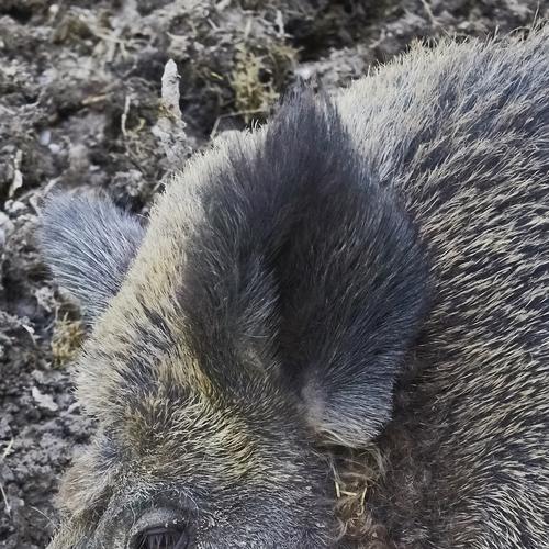 Übung Wildschwein oder Hausschwein?