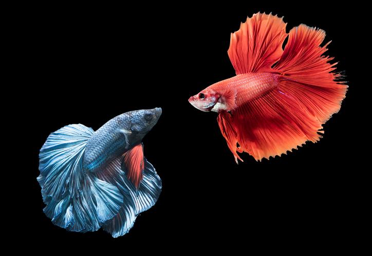 Lesson - Most Fish