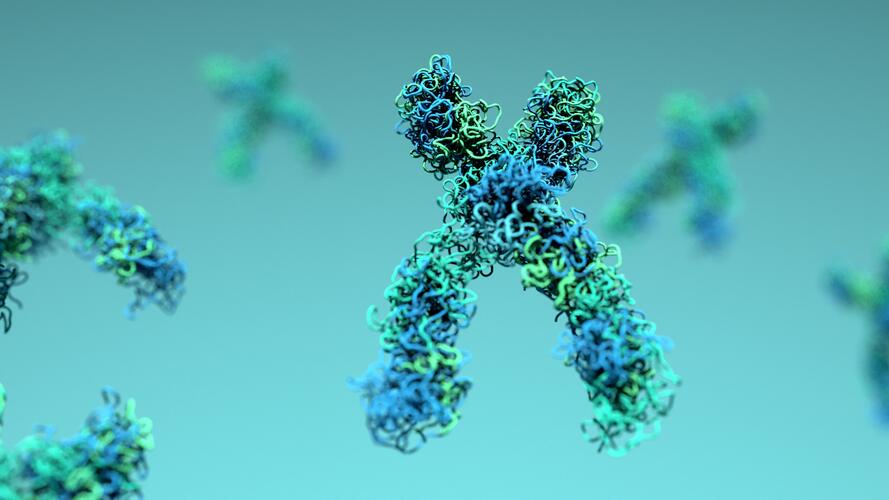 Übung Chromosomen und Grundbegriffe