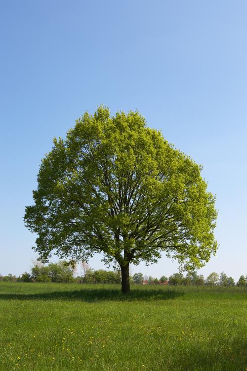 Übung - The Two Kinds of Trees