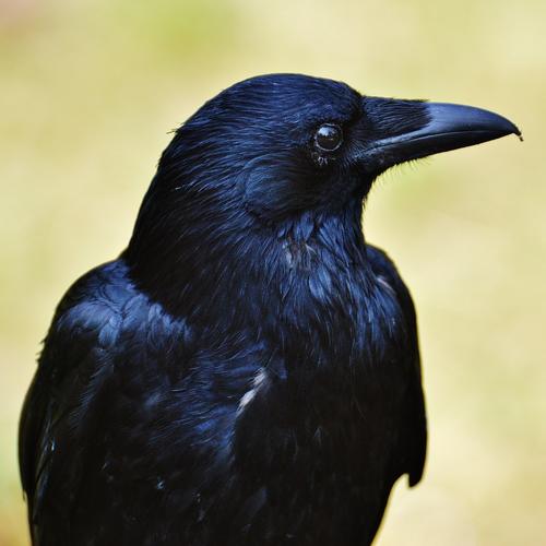 Best HD Pictures about  Schwarz Weisser Rabenvogel  with No AI Images