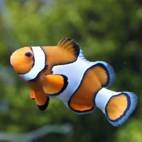 Übung - Fische
