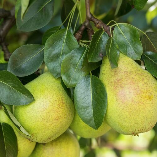 Übung Wörter mit i und ie schreiben