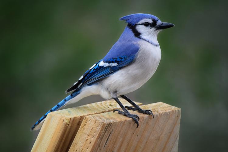 Lesson The Blue Jay