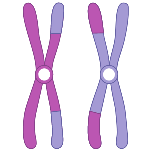 meiose 1 images clipart