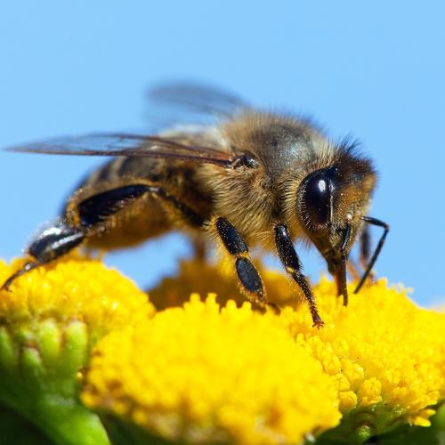 Übung What is Reproduction?