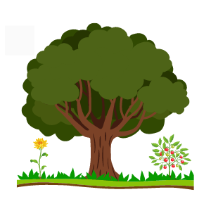 Lessons - Types of Plants