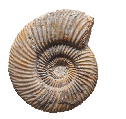 Übung - Leitfossilien