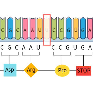 Übungen - Mutation und Modifikation