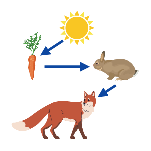 Food Chains Biology Diagrams